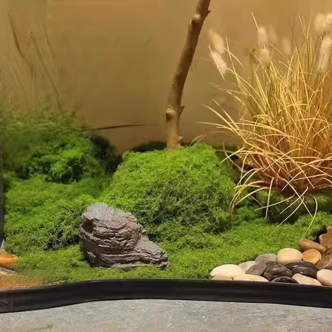 Musgo da Vida Eterna 200g para - Preserved Moss Sheet avaliação e preço