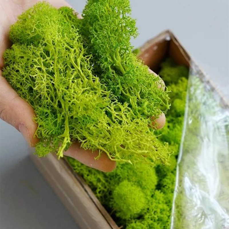 Musgo da Vida Eterna 100/200/5 - Preserved Moss Sheet avaliação e preço